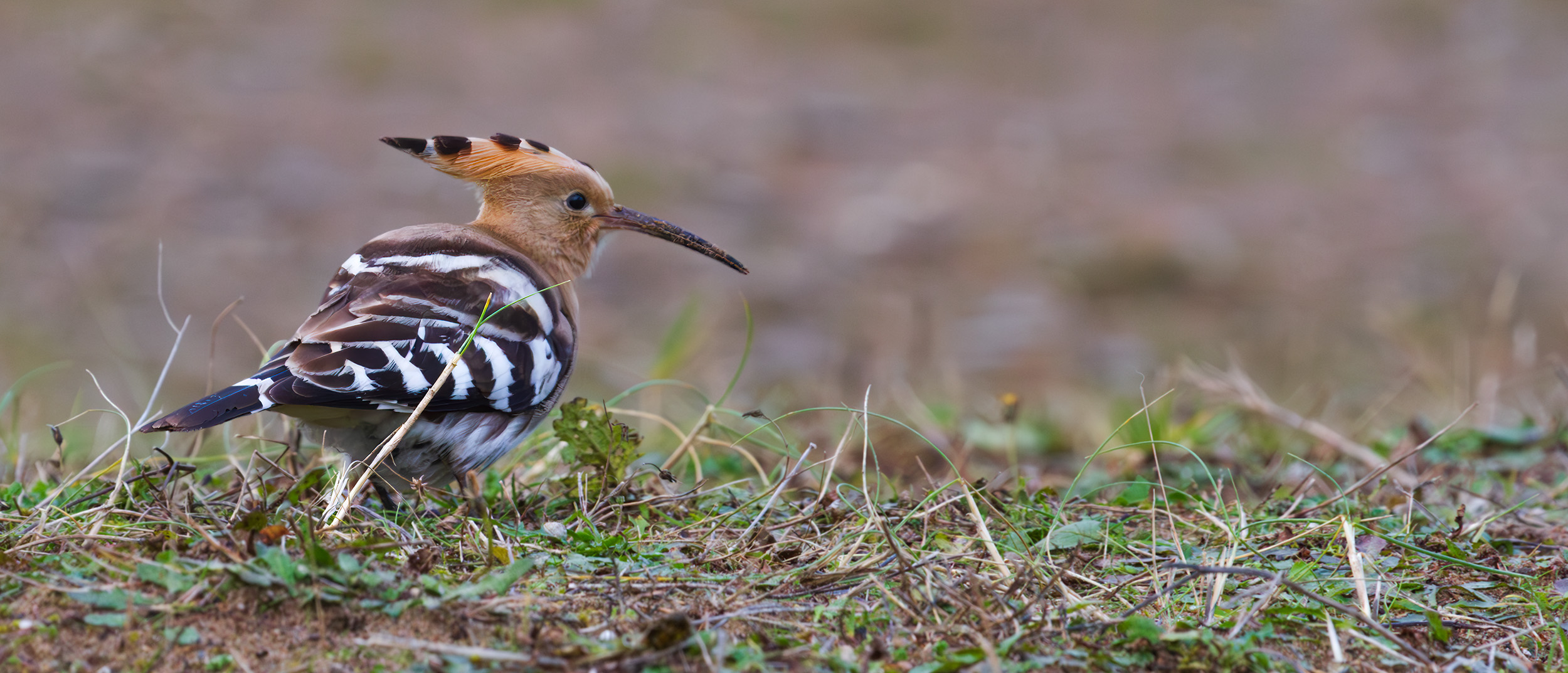 Upupa epops. Hoopoe